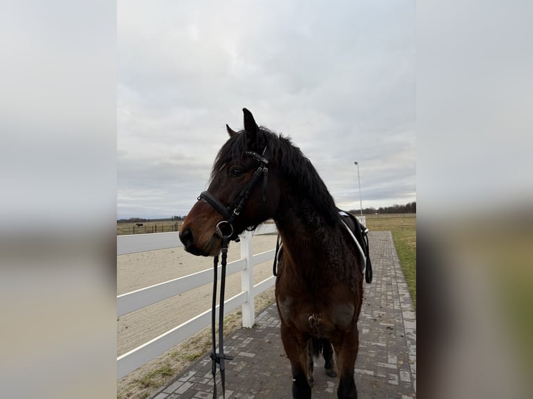 Connemara Gelding 11 years 14,1 hh Brown in Neuhof