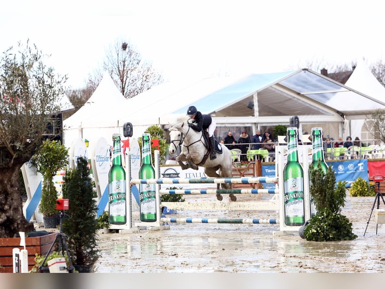 Connemara Gelding 11 years 14,2 hh Grey in Selm