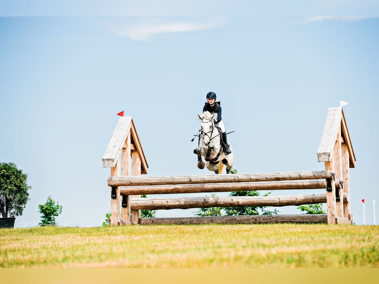 Connemara Gelding 11 years 14,2 hh Grey in Selm
