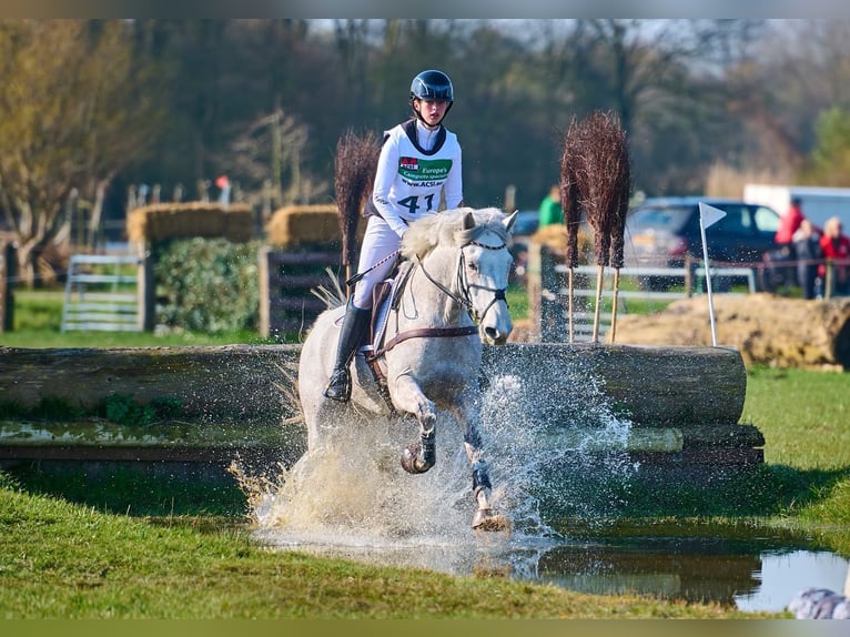 Connemara Gelding 11 years 14,2 hh Grey in Selm