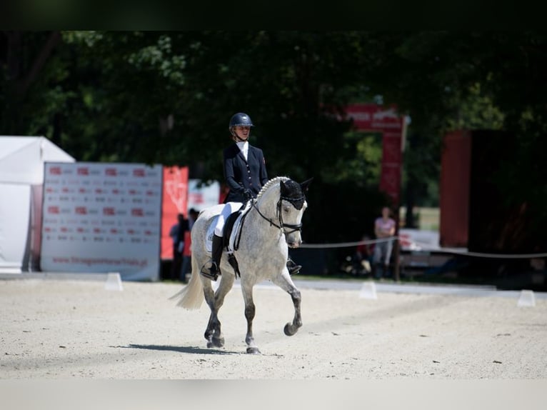 Connemara Gelding 11 years 14,2 hh Grey in Selm