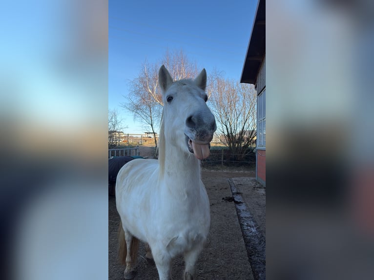 Connemara Gelding 11 years 14,2 hh Grey in Melle