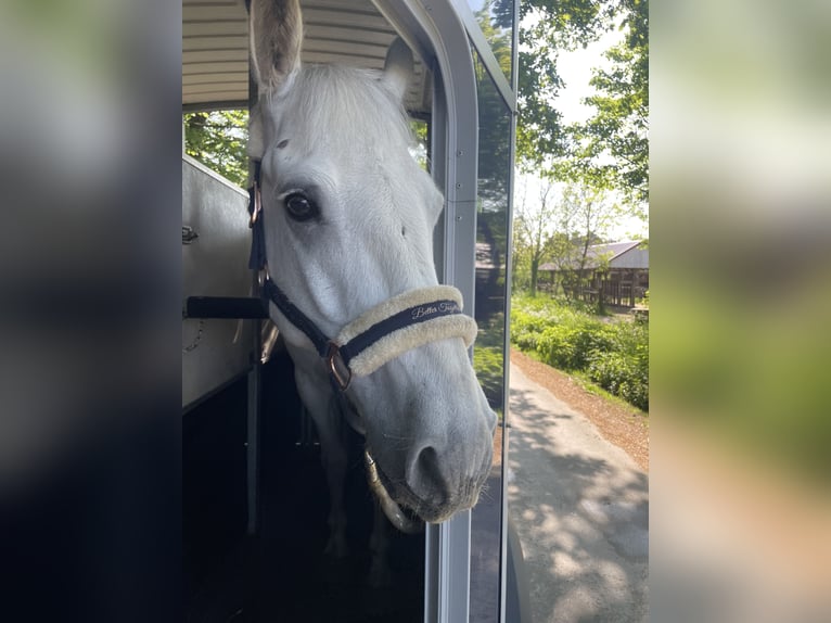 Connemara Gelding 11 years 14,2 hh Grey in Melle
