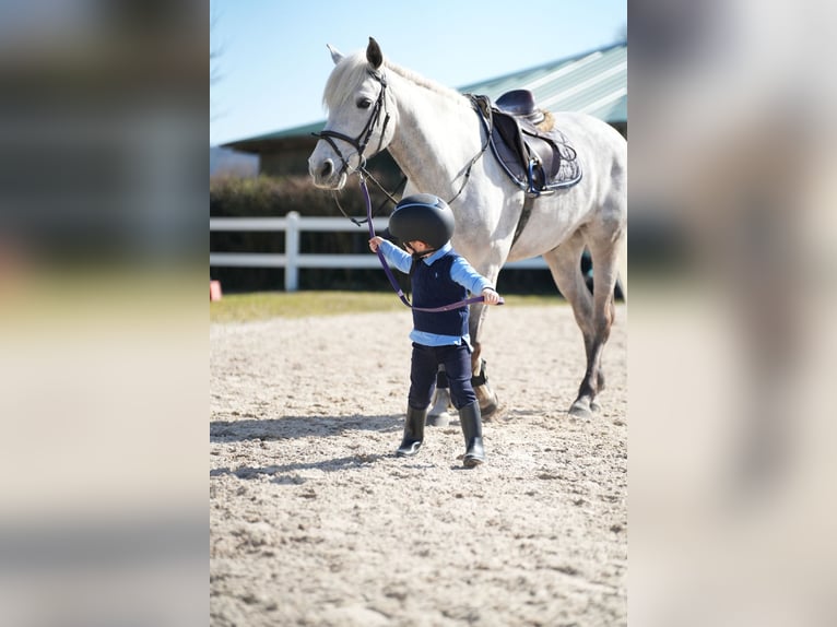 Connemara Gelding 11 years 14,2 hh Grey in Wächtersbach