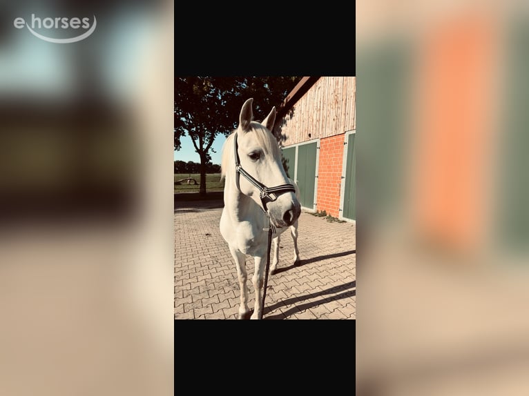 Connemara Gelding 11 years 15.1 hh Grey in Gronau (Westfalen)
