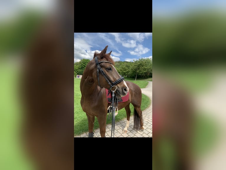 Connemara Mix Gelding 11 years 15,1 hh Chestnut in Aschaffenburg