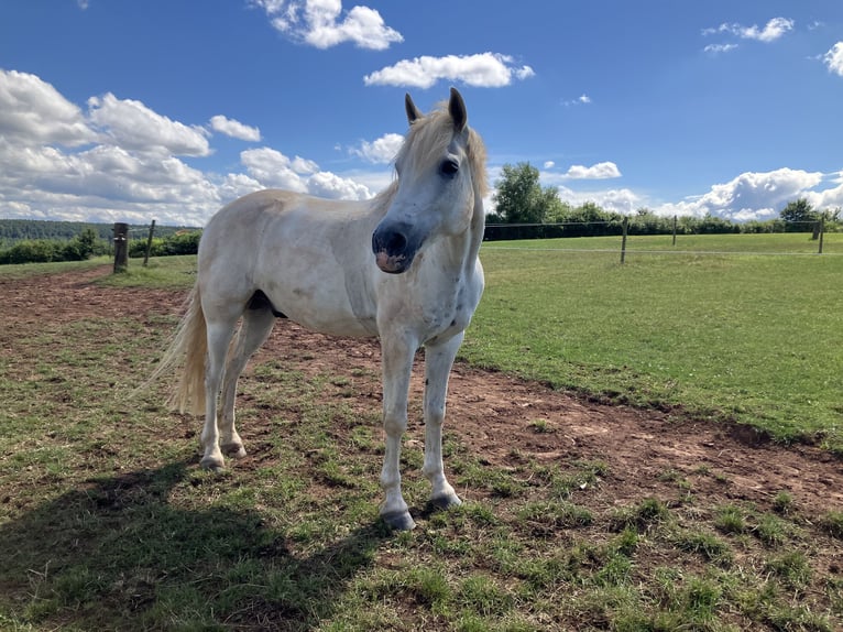 Connemara Gelding 11 years 15,1 hh Grey in Kaiserslautern