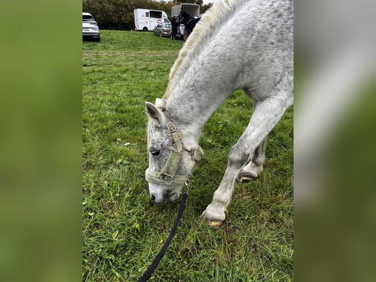 Connemara Mix Gelding 12 years 13 hh Grey in Irmtraut