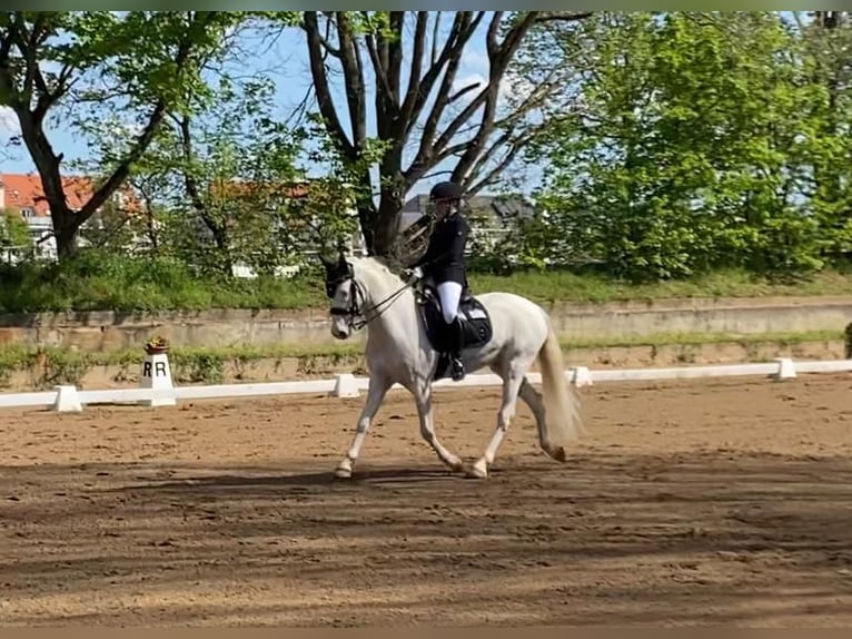 Connemara Gelding 12 years 14,1 hh Cremello in Bad König