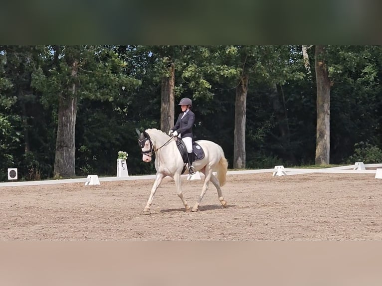 Connemara Gelding 12 years 14,1 hh Cremello in Bad König