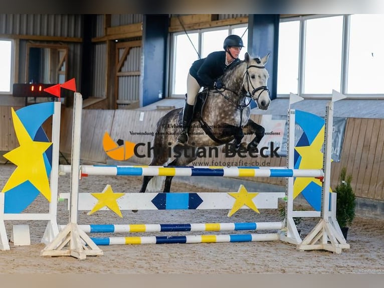 Connemara Gelding 12 years 14,2 hh Gray-Dark-Tan in Süderlügum