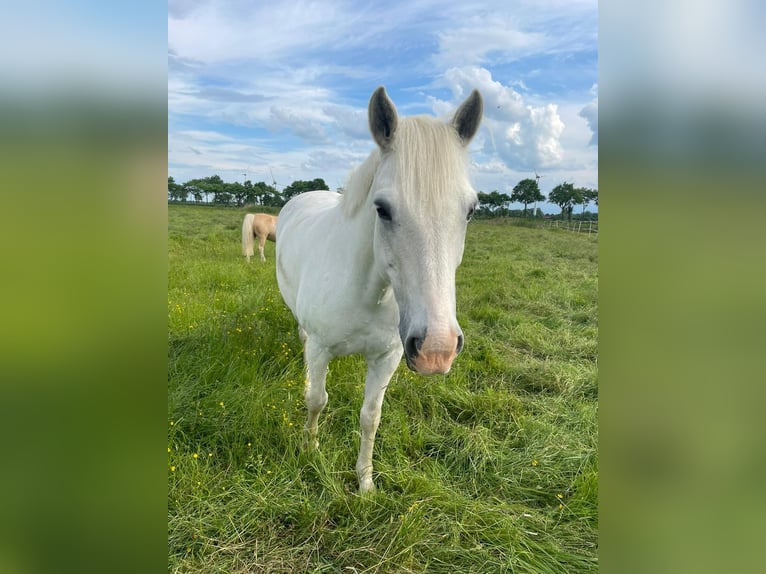 Connemara Gelding 12 years 14,2 hh Gray in Jever