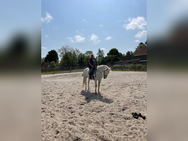 Connemara Gelding 12 years 14,2 hh Gray in Jever