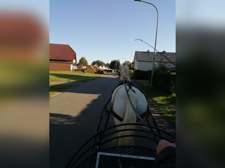 Connemara Gelding 12 years 14,2 hh Gray in Jever