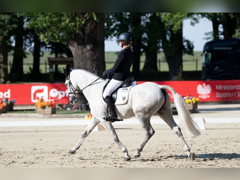 Connemara Gelding 12 years 14.2 hh Grey in Selm