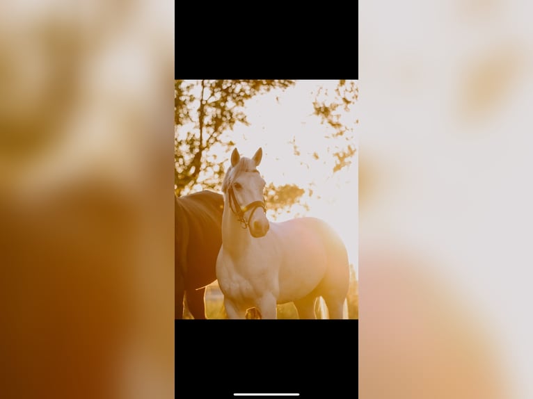 Connemara Gelding 12 years 14,1 hh Grey in Winnenden