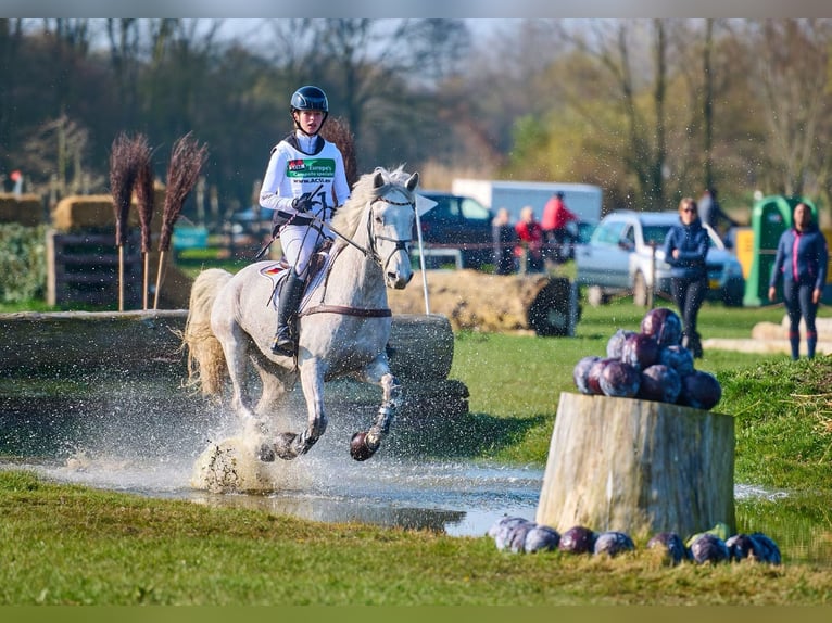 Connemara Gelding 12 years 14,2 hh Grey-Dapple in Selm
