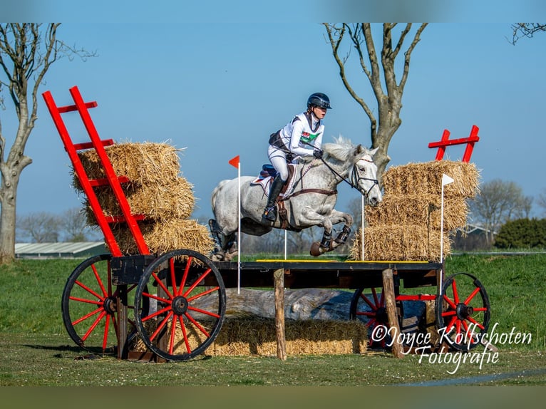 Connemara Gelding 12 years 14,2 hh Grey-Dapple in Selm