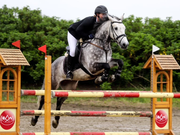 Connemara Gelding 12 years 14,2 hh Grey-Dark-Tan in S&#xFC;derl&#xFC;gum