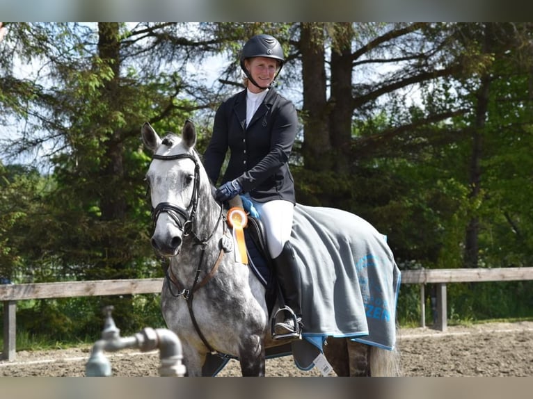 Connemara Gelding 12 years 14,2 hh Grey-Dark-Tan in S&#xFC;derl&#xFC;gum