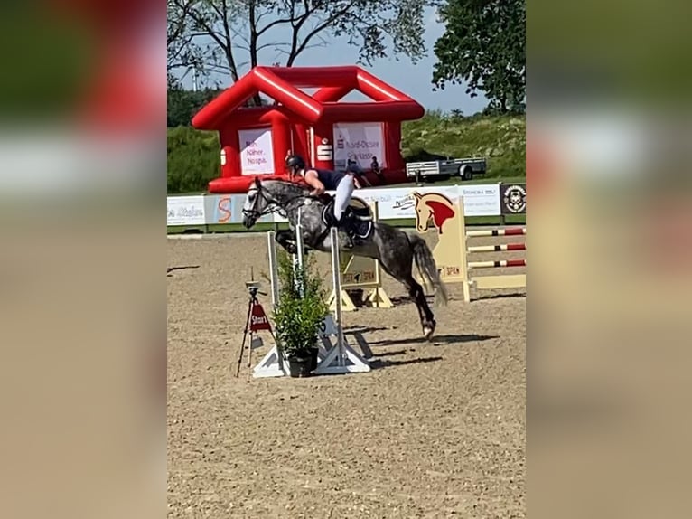 Connemara Gelding 12 years 14,2 hh Grey-Dark-Tan in S&#xFC;derl&#xFC;gum