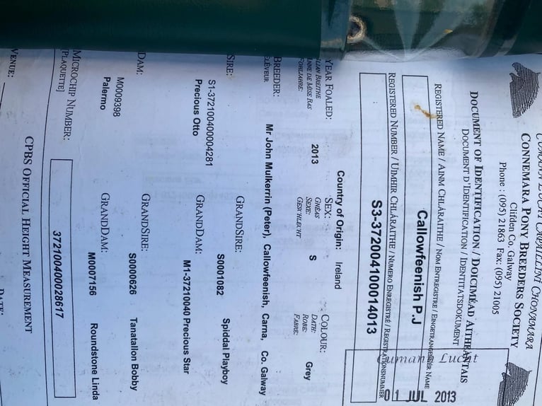 Connemara Gelding 12 years 14,2 hh Grey in Galway