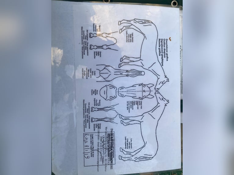 Connemara Gelding 12 years 14,2 hh Grey in Galway