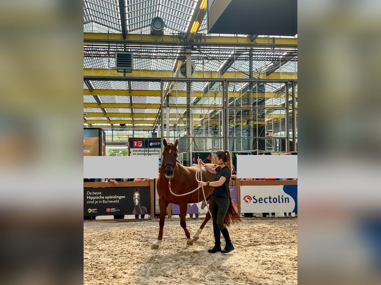 Connemara Mix Gelding 12 years 15 hh Chestnut-Red in Bleiswijk