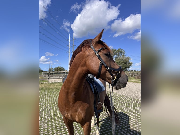 Connemara Mix Gelding 12 years 15 hh Chestnut-Red in Bleiswijk