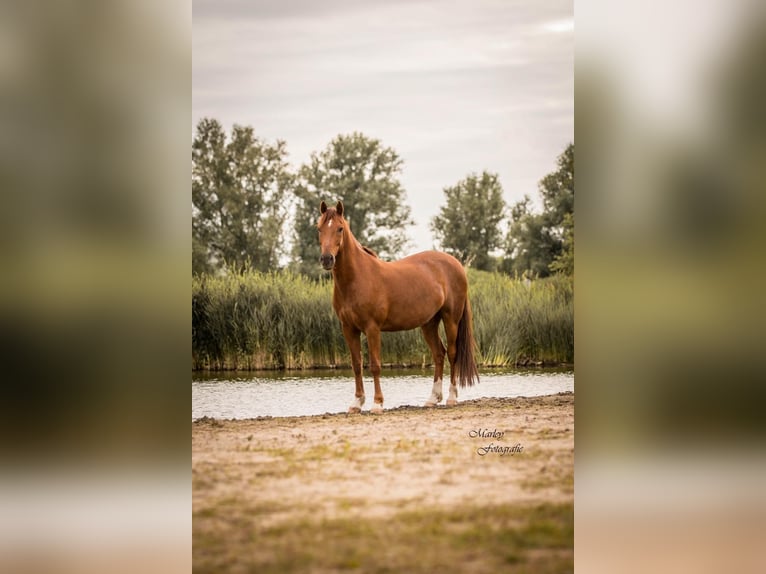 Connemara Mix Gelding 12 years 15 hh Chestnut-Red in Bleiswijk