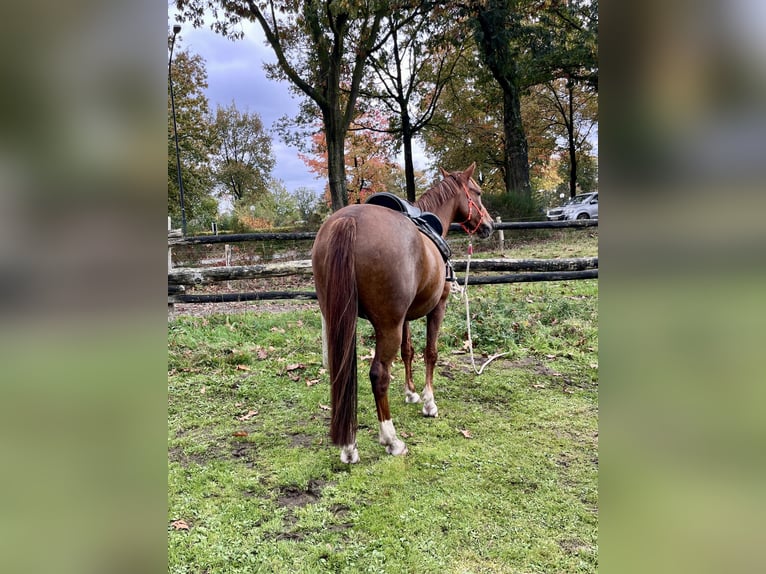 Connemara Mix Gelding 12 years 15 hh Chestnut-Red in Bleiswijk