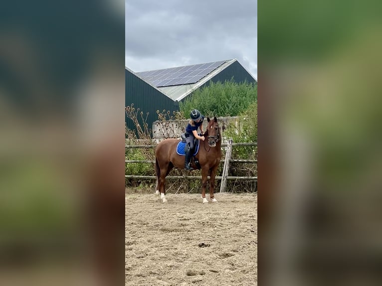 Connemara Mix Gelding 12 years 15 hh Chestnut-Red in Bleiswijk