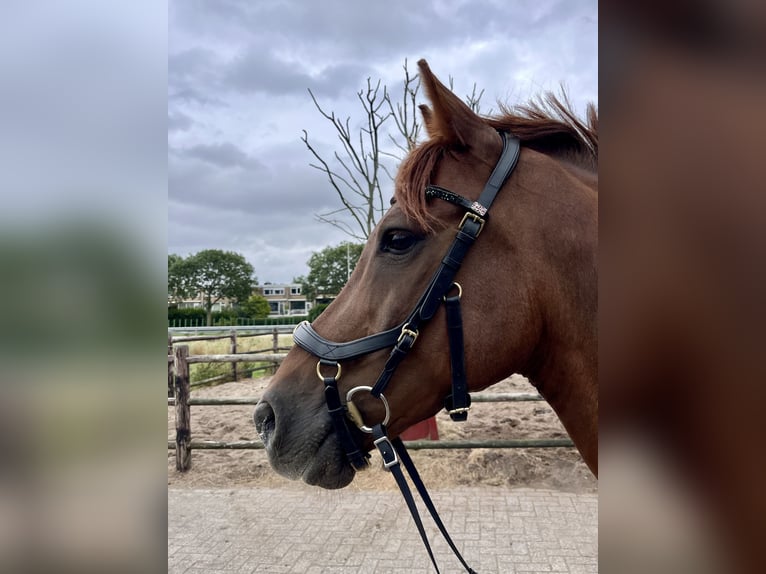 Connemara Mix Gelding 12 years 15 hh Chestnut-Red in Bleiswijk