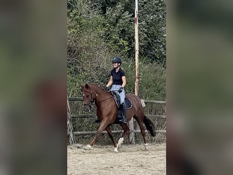 Connemara Mix Gelding 12 years 15 hh Chestnut-Red in Bleiswijk