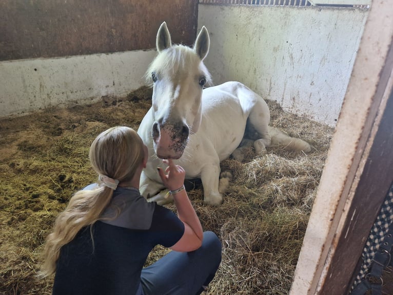 Connemara Gelding 12 years 15,2 hh Grey in Dasing