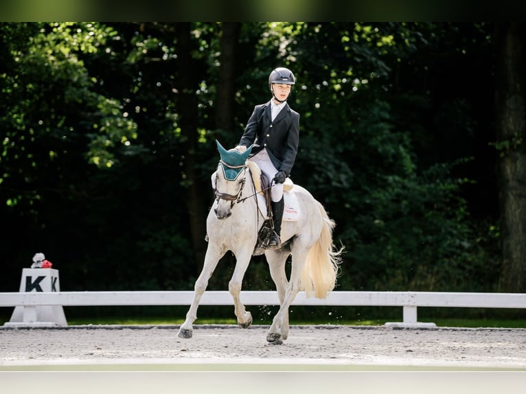 Connemara Gelding 12 years Grey in Jasienica