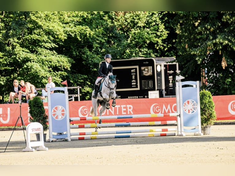 Connemara Gelding 12 years Grey in Jasienica