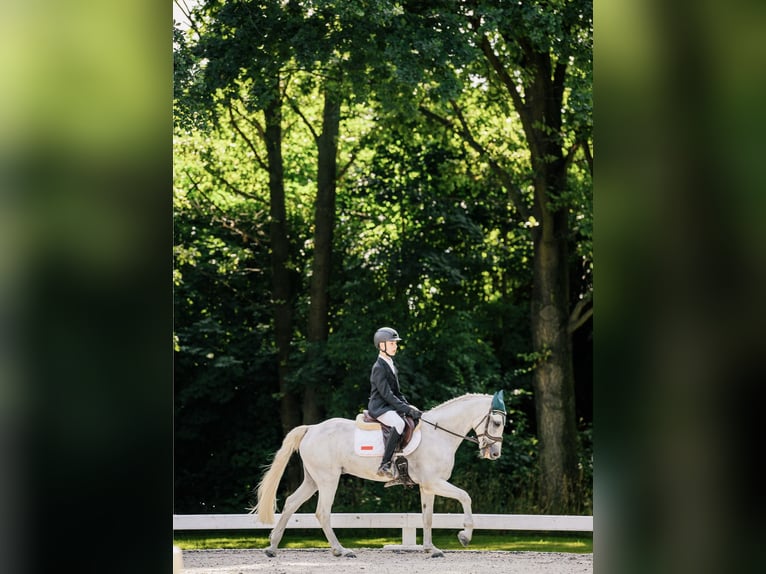 Connemara Gelding 12 years Grey in Jasienica