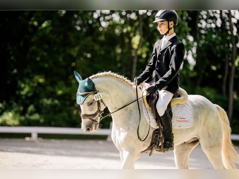 Connemara Gelding 12 years Grey in Jasienica