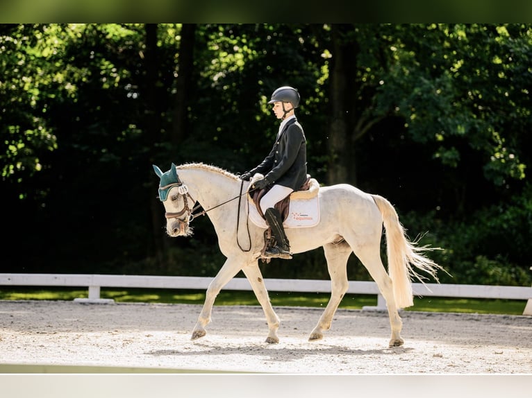 Connemara Gelding 12 years Grey in Jasienica