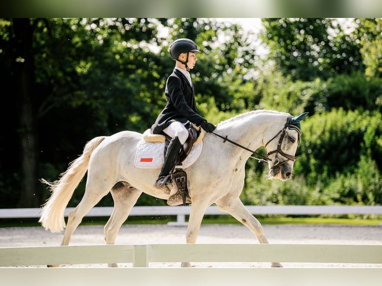 Connemara Gelding 12 years Grey in Jasienica