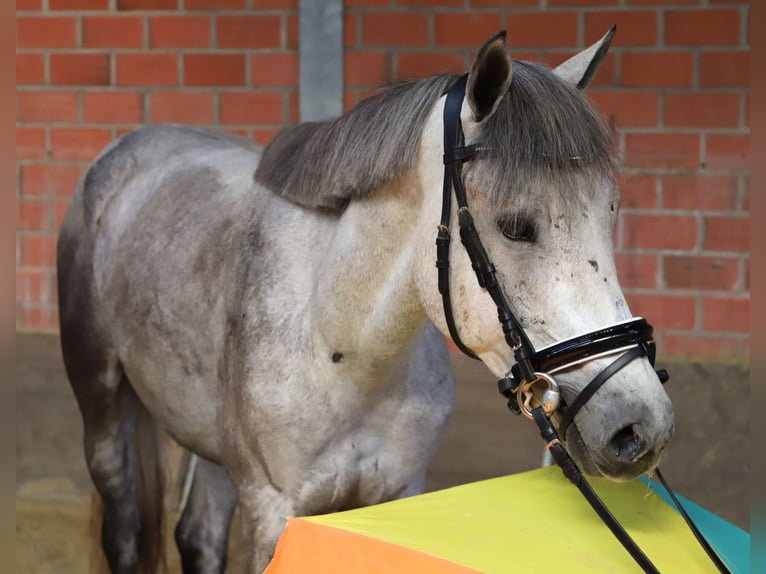 Connemara Gelding 13 years 14.1 hh Grey-Blue-Tan in Uelsen