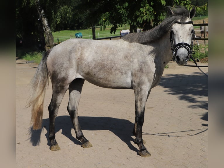 Connemara Gelding 13 years 14.1 hh Grey-Blue-Tan in Uelsen
