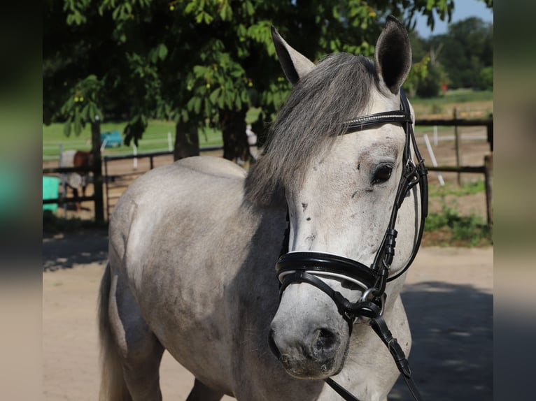 Connemara Gelding 13 years 14.1 hh Grey-Blue-Tan in Uelsen