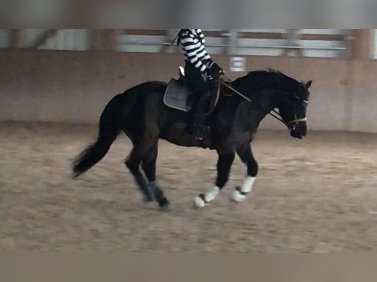 Connemara Mix Gelding 13 years 14,2 hh Black in GerabronnGerabronn