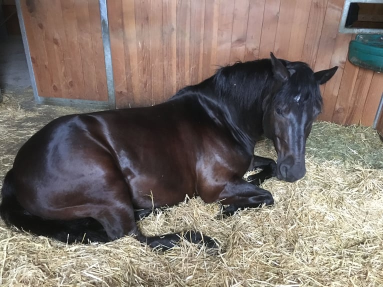 Connemara Mix Gelding 13 years 14,2 hh Black in GerabronnGerabronn