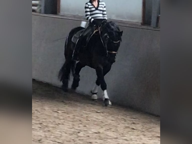 Connemara Mix Gelding 13 years 14,2 hh Black in GerabronnGerabronn