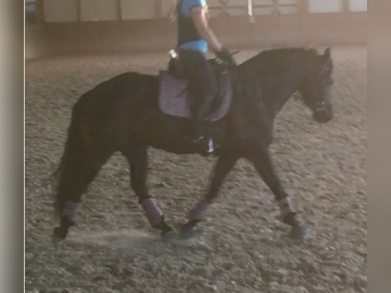 Connemara Mix Gelding 13 years 14,2 hh Black in GerabronnGerabronn