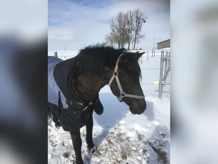 Connemara Mix Gelding 13 years 14,2 hh Black in GerabronnGerabronn