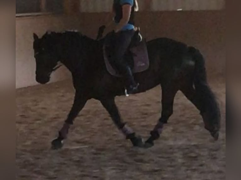 Connemara Mix Gelding 13 years 14,2 hh Black in GerabronnGerabronn